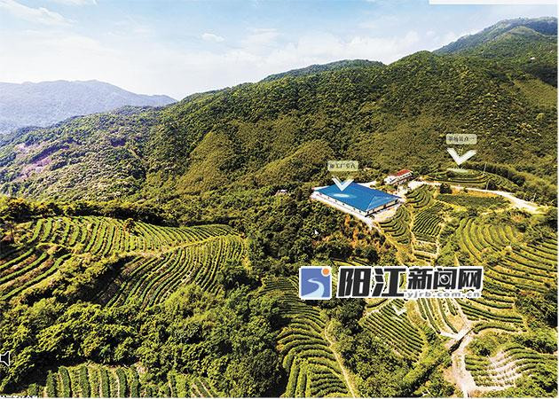 东水山茶产业园.