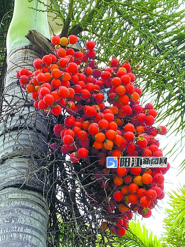 狐尾椰挂满橘红色的果实. 冯锦禧 摄