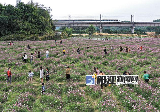 游客在牛岭村赏花.