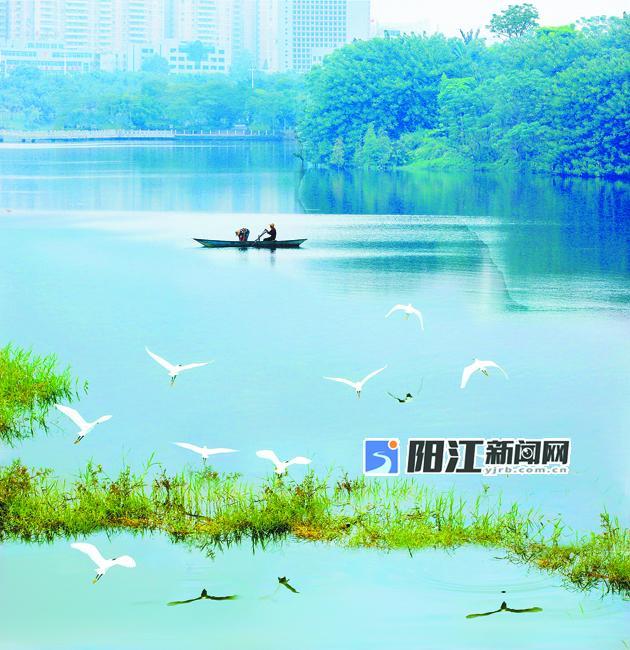 白鹭舞翩跹 美景入画屏_阳江新闻_阳江新闻网