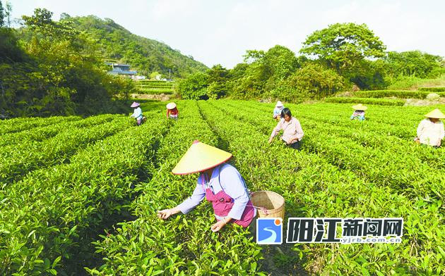 阳西东水山春茶大量上市