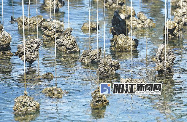 阳西程村：舌尖上的蚝情_阳江新闻_阳江新闻网