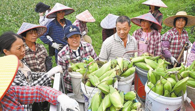 阳西县塘口镇水果玉米收获上市