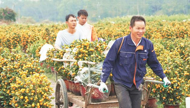 合山年桔年花畅销粤西