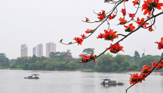 漠水簪红处 尽是岭南春