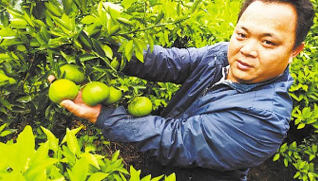 小果子撬动大梦想，八甲镇80后辞去厂长回乡发展