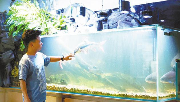 阳江水族造景师用鱼缸复刻“山河”