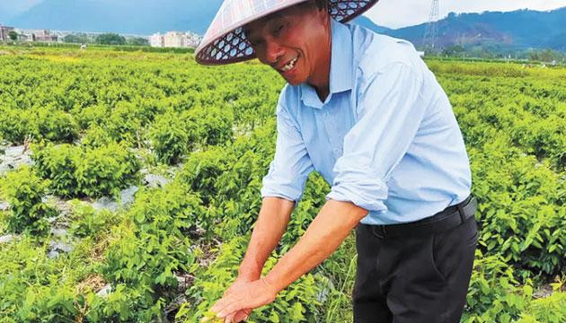 八甲镇高屋村：种植树仔菜 卖出好价钱