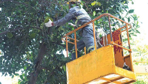 园林部门多措并举消除市区行道树安全隐患