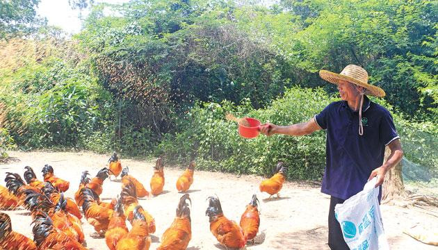 织篢镇残疾人詹李琴靠种养殖撑起一个家