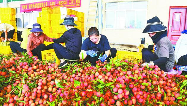 上洋玉荷包荔枝上市，深受外地消费者欢迎