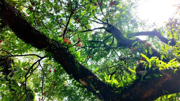 吃百年古树荔枝！阳东这条乡村游路线，太应季