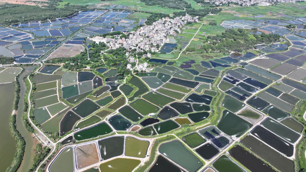 红蓝相融描振兴画卷  山海交响奏乡村富歌