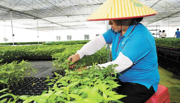 阳江阳春：河西街道积极发展智慧种苗产业