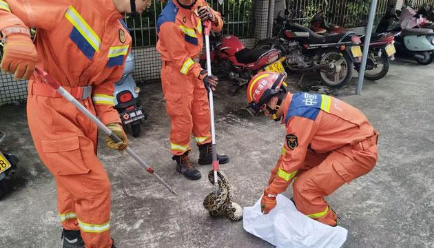 7斤重蟒蛇溜进校园被擒获