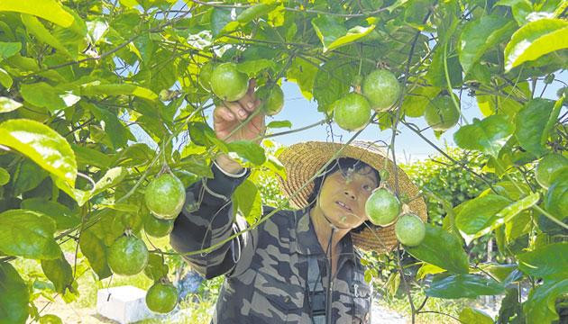 阳西“甜蜜经济”激活乡村振兴新动能