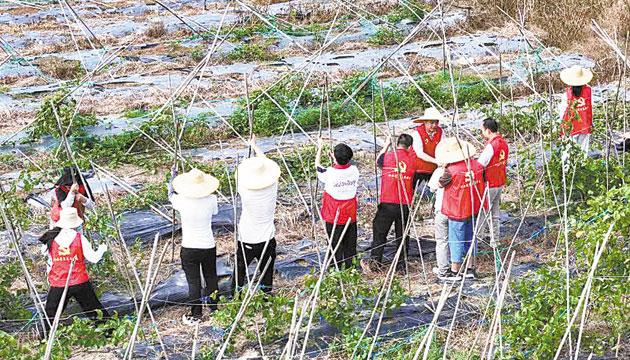 新墟镇组织干部和志愿者深入田间地头