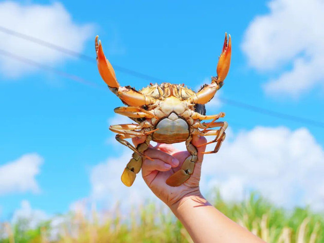 阳江人的中秋“尖货”，进入风味巅峰期！