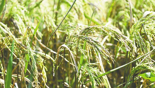 农业保险让农户吃下“定心丸”