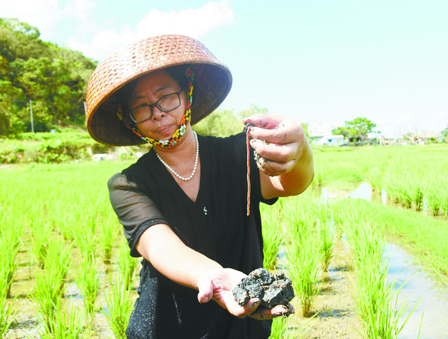 十月秋风起，阳江禾虫迎来收获时