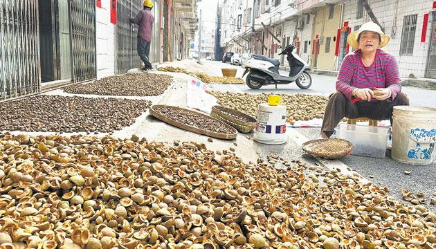 秋日      油茶果飘香