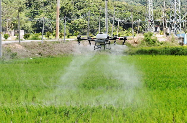 阳江禾虫养殖田迎来丰收季