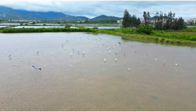 群鸟翔集溪头湿地