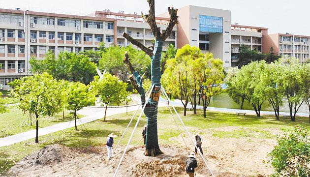 阳江一中校友向母校捐赠200余棵树木