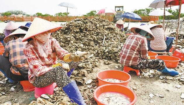 “中国蚝乡”程村镇迎丰收季