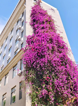 市区“三角梅瀑布”爆火！阳江园林一角已足够震撼