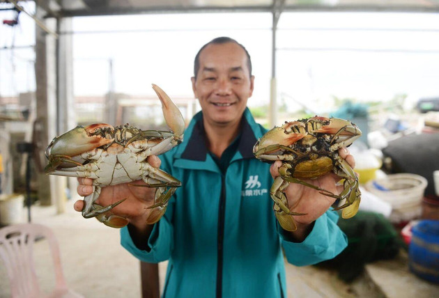 又到吃蟹好时节，江城区埠场青蟹一口鲜到舔手指
