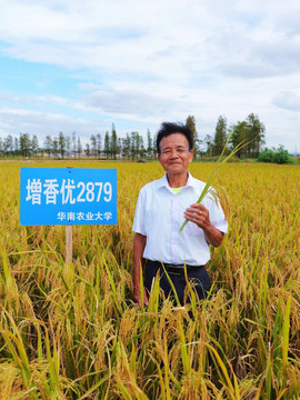 扛住“风王”考验的水稻品种，阳江这位“中国好人”选种成功！