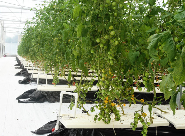 “住”大棚“喝”营养液，阳西樱桃番茄即将上市