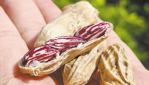 松柏镇发展特色产业探索新的增收途径