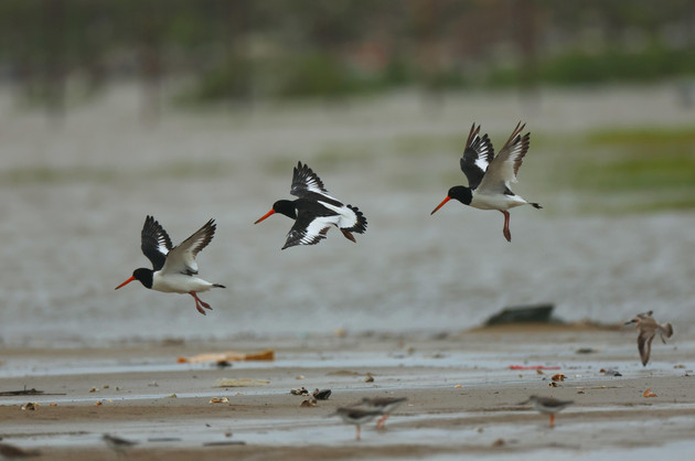阳西：候鸟入画来 尽展生态美