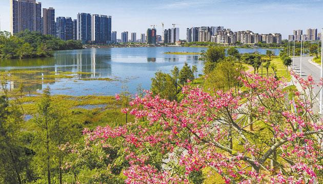 花开盛雪！异木棉花缀满枝头