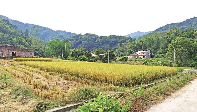 阳春云容村：山水深处的烟火人间