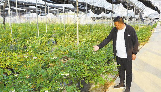 双捷镇推动农业特色化、品牌化、产业化高质量发展