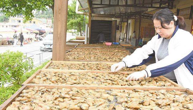 程村：产销旺季晒蚝干