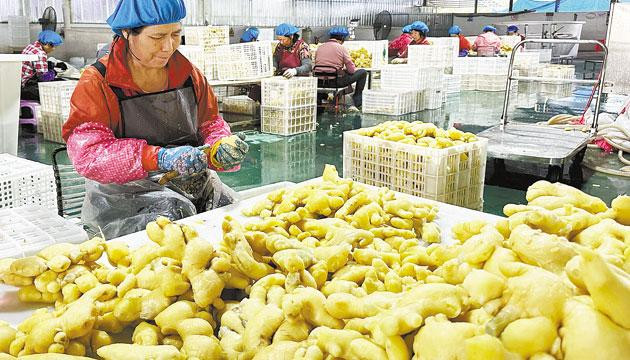 合水镇凉果加工厂带动合作农户年增收超5000元