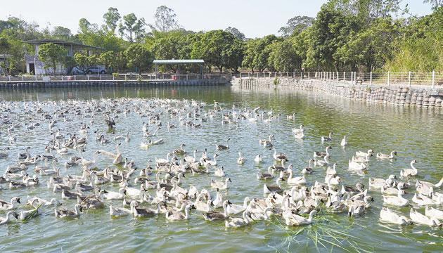 古法烹制泥焗鹅香飘四方