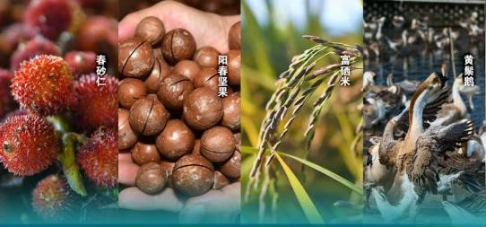 被市长“种草”，原来阳江有这么多“好嘢”！