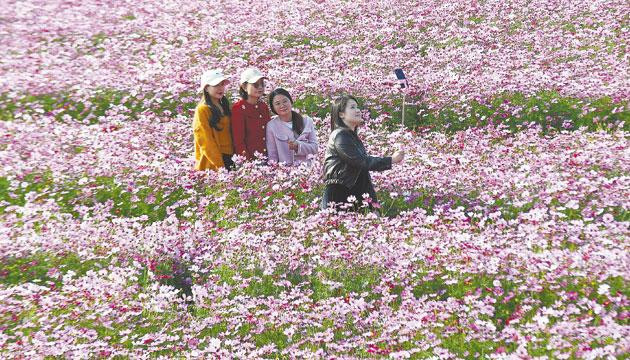 50亩粉紫盛景成 “打卡” 新地标