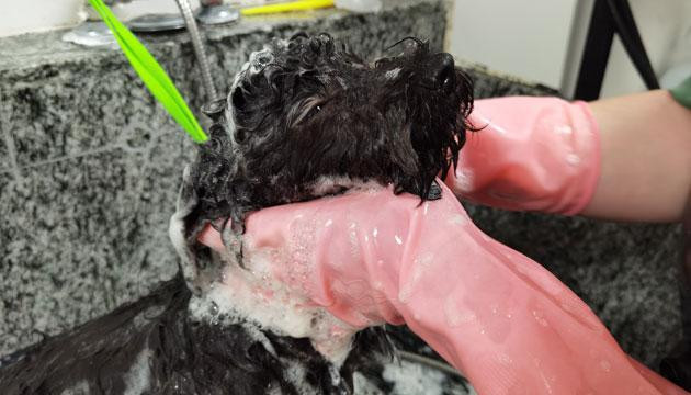 人靓车靓，宠物也要靓！