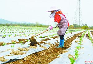 昔日撂荒零散地 今种蔬菜添“丰”景