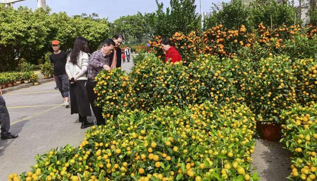 千元一盆蝴蝶兰买者不鲜