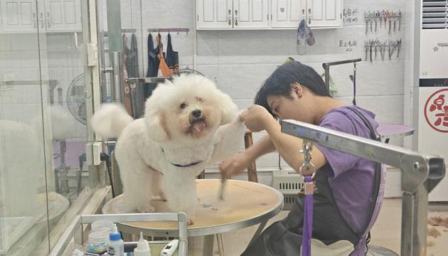 “毛孩子”过年也要有仪式感