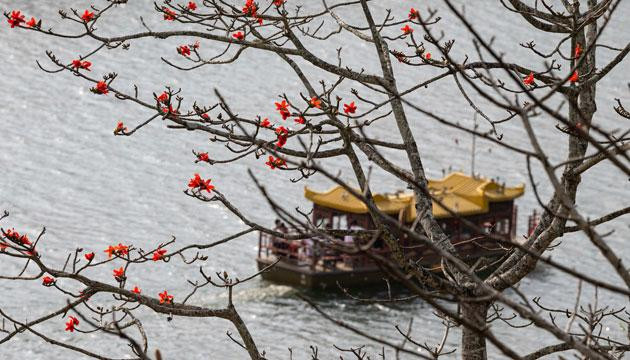 却是南中春色别 满城都是木棉花