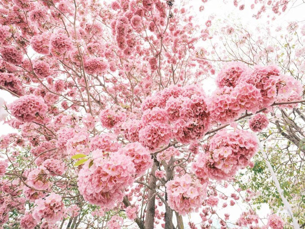 阳江粉紫色花海开了！超出片，别错过