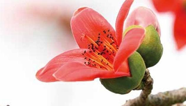 花开时节春意浓